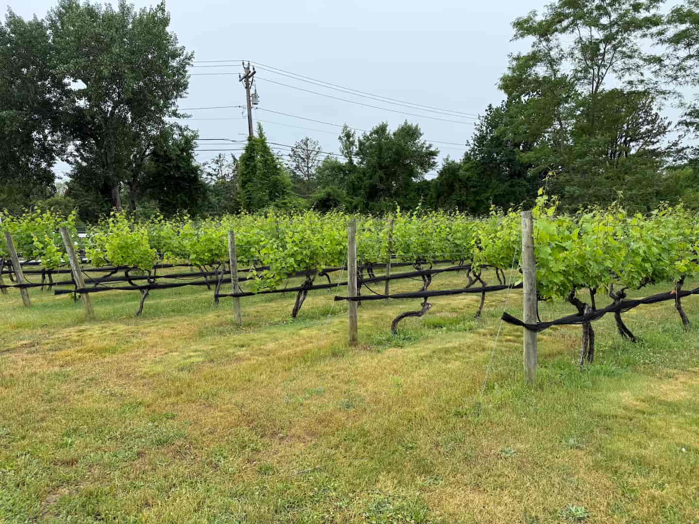 Rows of grapes at Truro Vineyards in Cape Cod