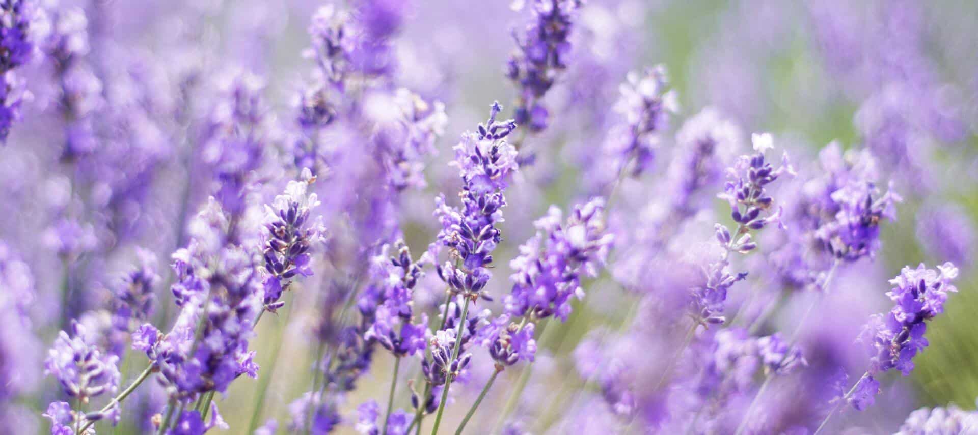 A field of vibrant purple lavender flowers in soft focus.