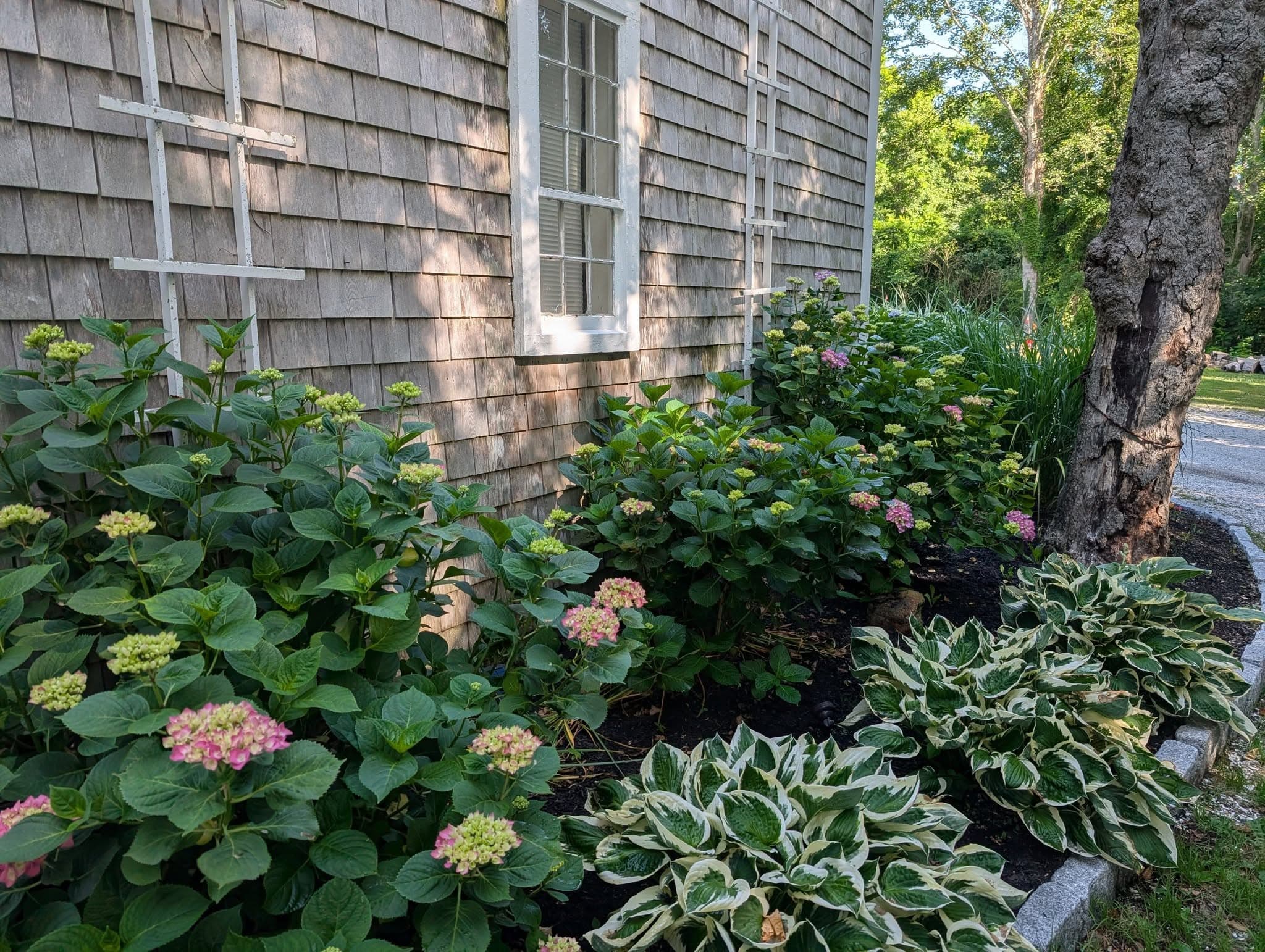 Lush flowering plants and hostas line the side of a wooden house.