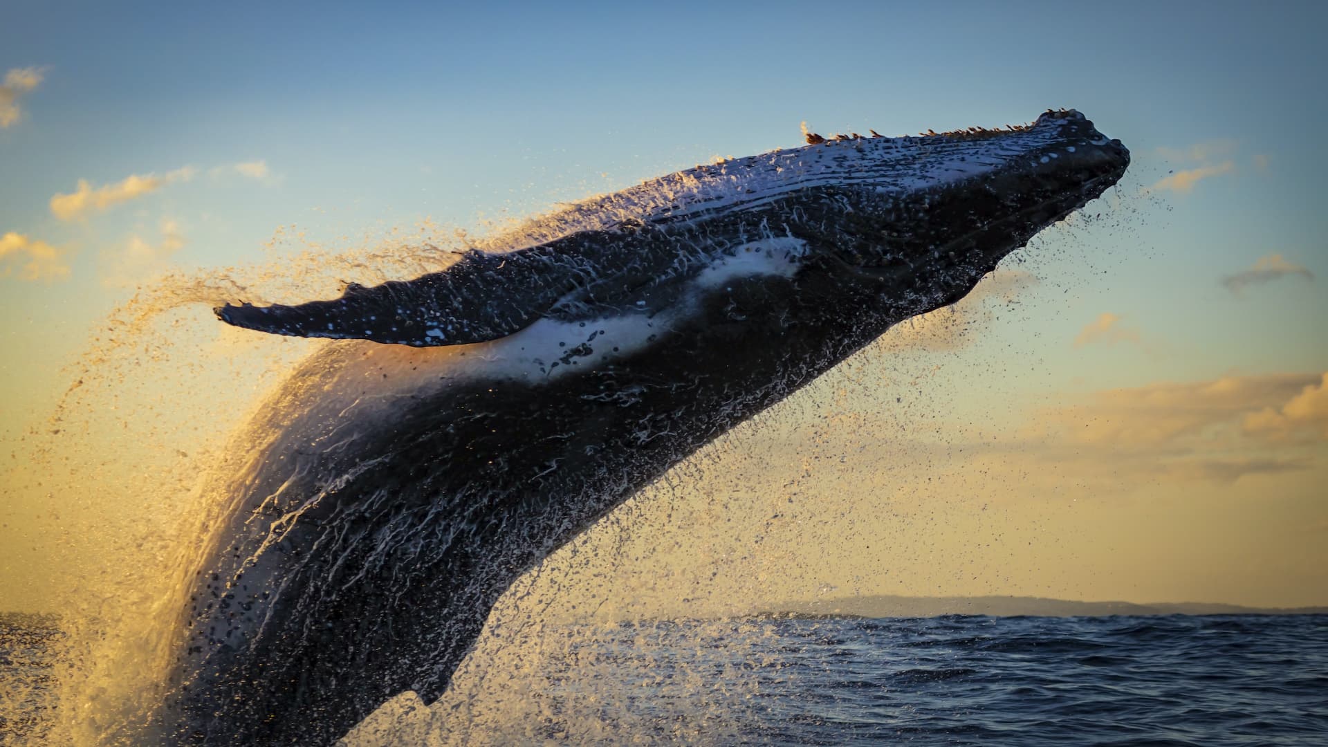 A humpback whale breaches the water against a sunset background.