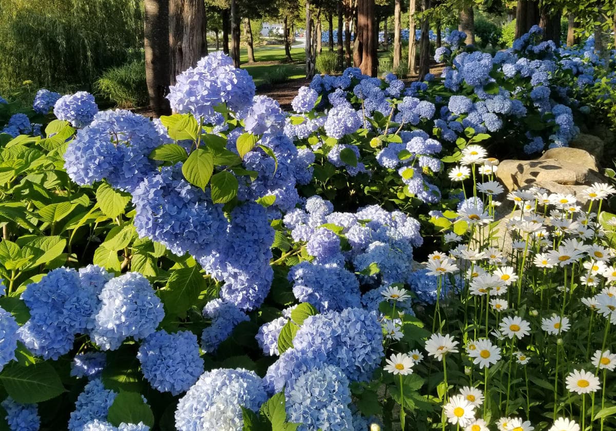 A vibrant display of blue hydrangeas and white daisies in a sunny garden setting. A vibrant display of blue hydrangeas and white daisies in a sunny garden setting.