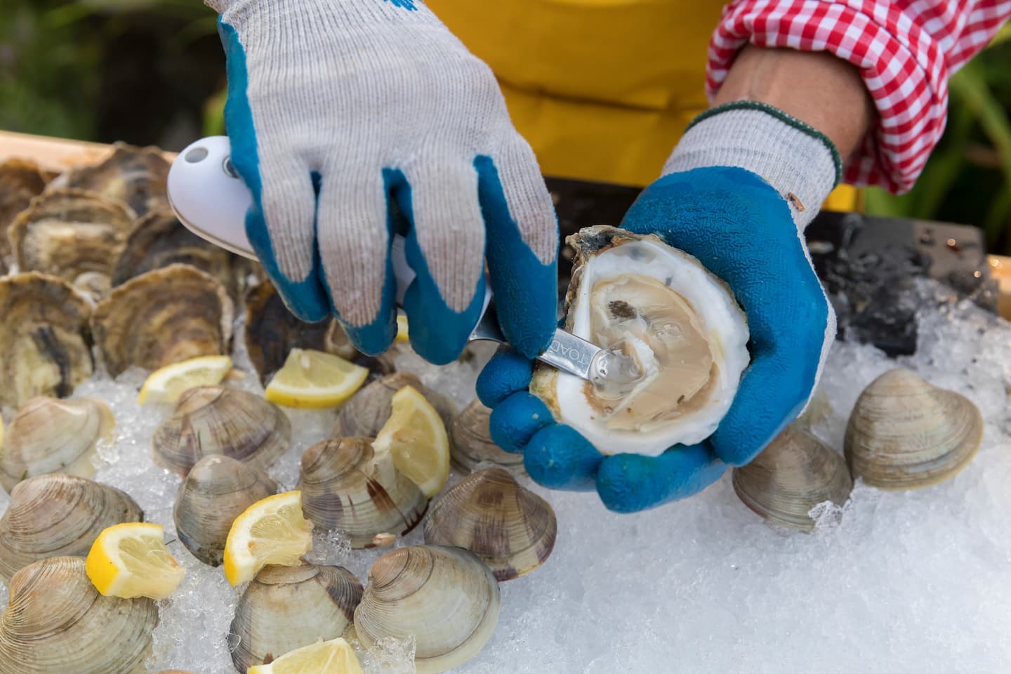 A person shucking fresh Cape Cod Oysters