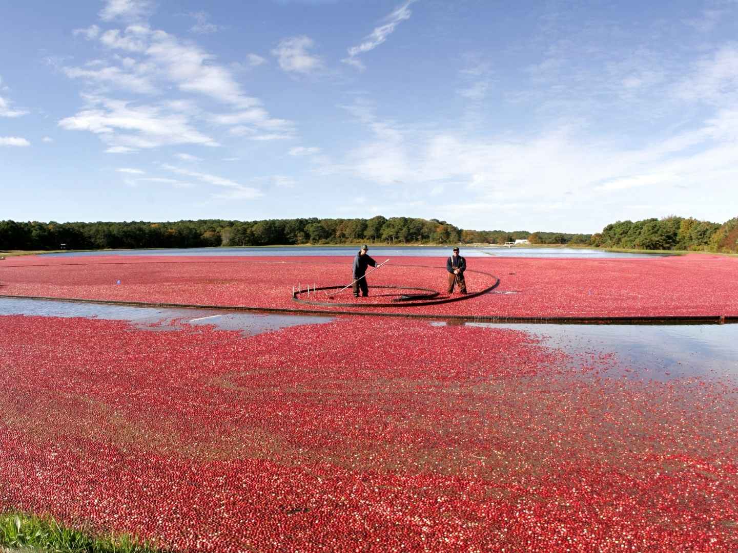 Cape Cod Cranberry Bog