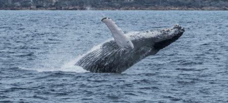 Whale breaching out of the North Atlantic waters